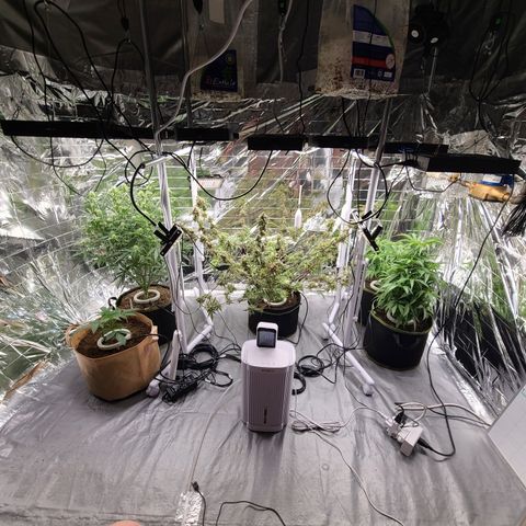 Aurora growlog timeline photo