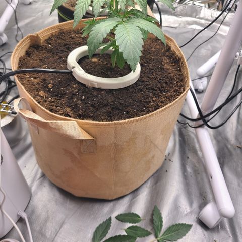 Aurora growlog timeline photo