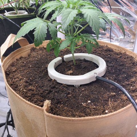 Aurora growlog timeline photo