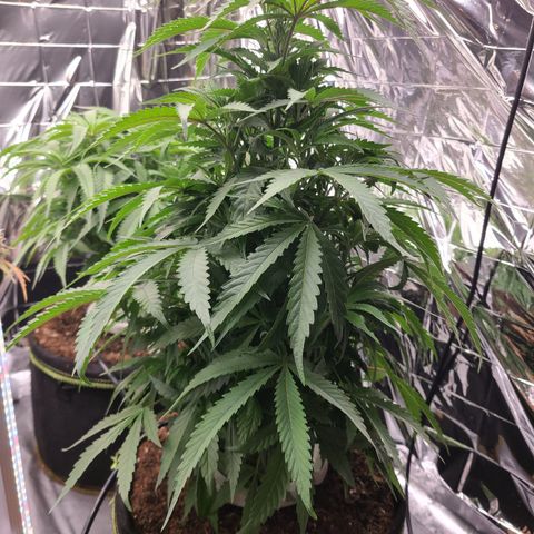 Mary growlog timeline photo
