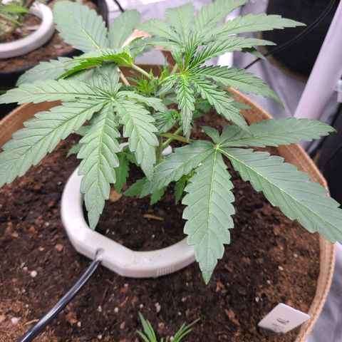 Aurora growlog photo: Topped at 5th node. 