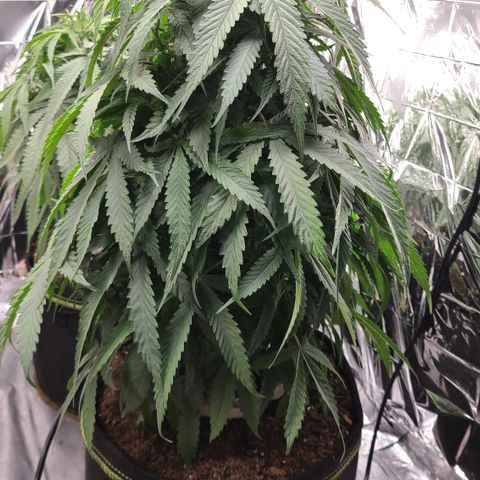 Mary growlog photo: Pre defoliation 