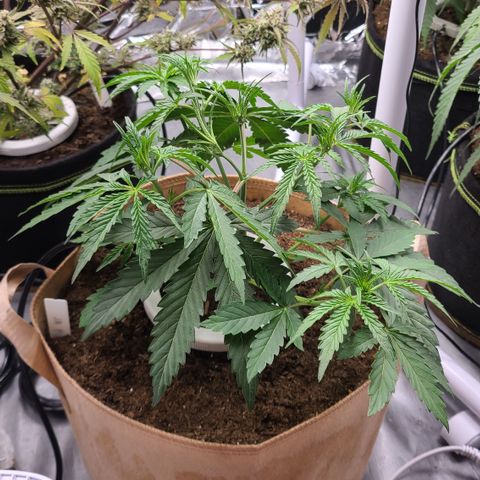 Aurora growlog photo: Tolerating topping well. 