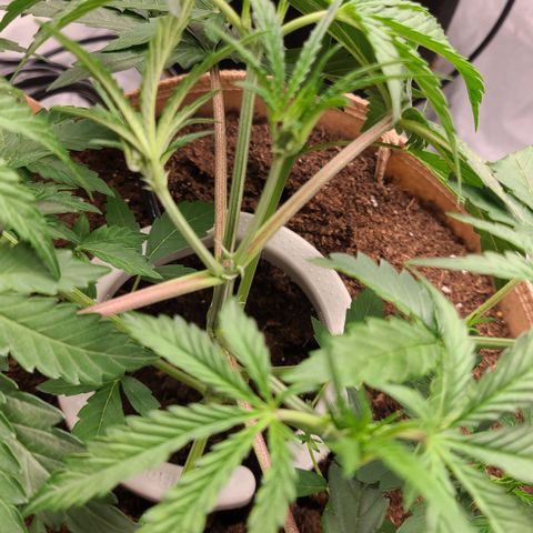 Aurora growlog photo: Tolerating topping well. 