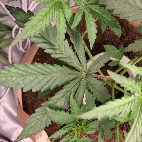 Aurora growlog photo: Early signs of cal mag deficiency. 