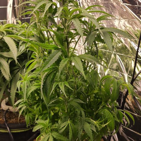Mary growlog photo: After heavy defoliation. 