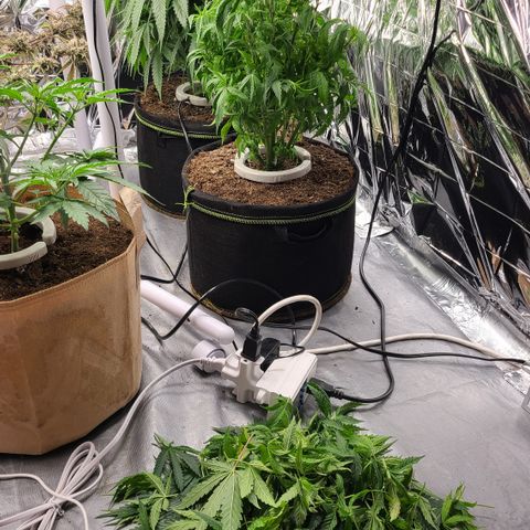 Mary growlog photo: After heavy defoliation. 