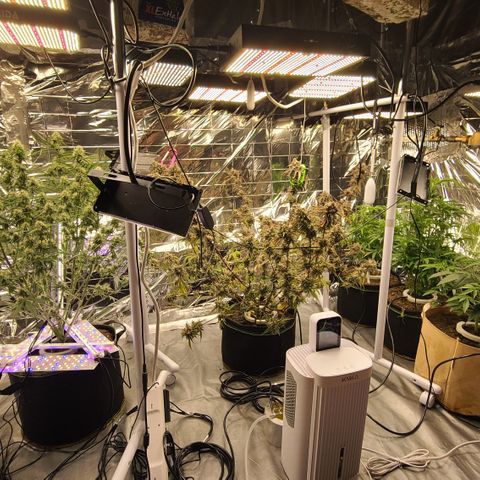 Aurora growlog timeline photo