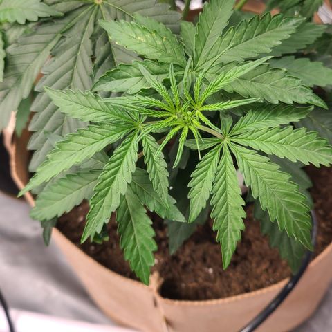 Aurora growlog photo: Not sure what is going on with the 3rd fan leaf growing with 9 tips. 