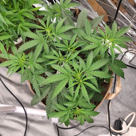 Aurora growlog timeline photo
