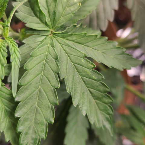 Aurora growlog timeline photo