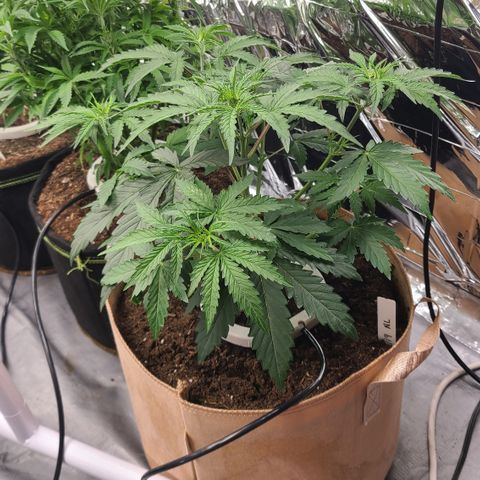 Aurora growlog timeline photo