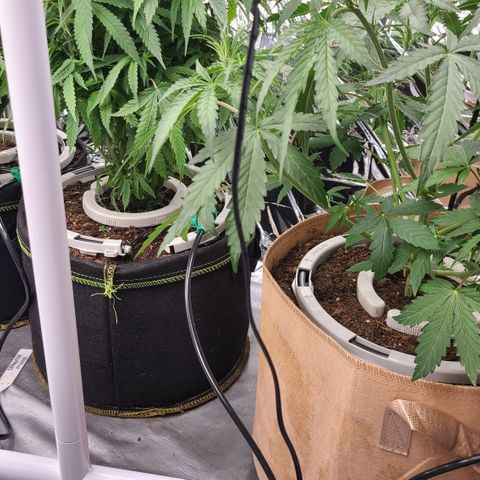 Aurora growlog photo: Added 10" drip halos to the existing 5" drip halos.