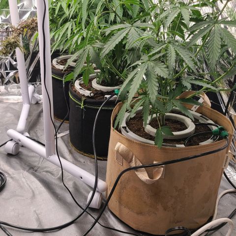 Aurora growlog photo: Added 10" drip halos to the existing 5" drip halos.