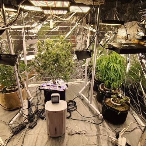 Aurora growlog photo: 3rd harvest for Roberta. Moved Aurora, Hazel and Roberta. 