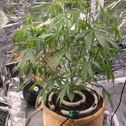 Aurora growlog timeline photo