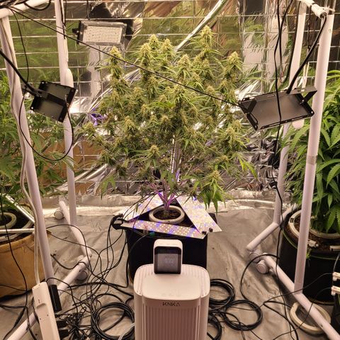 Aurora growlog photo: Adjusted under canopy lighting. 