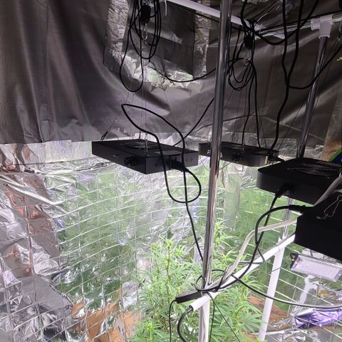 Aurora growlog timeline photo