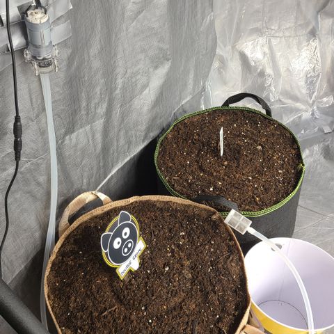 Aurora growlog timeline photo
