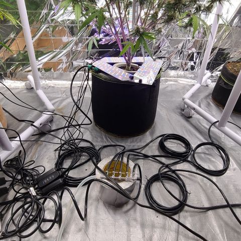 Aurora growlog timeline photo