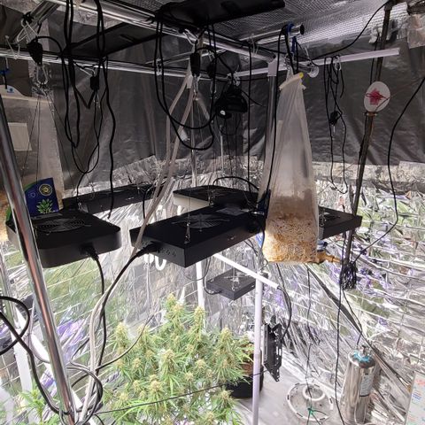 Aurora growlog timeline photo
