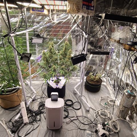 Aurora growlog timeline photo