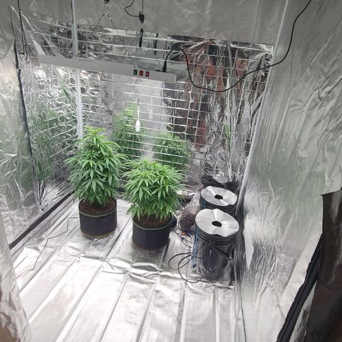 Violet growlog timeline photo