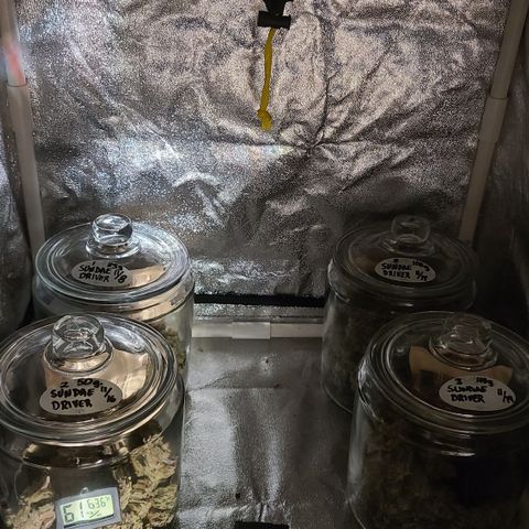 Violet growlog timeline photo