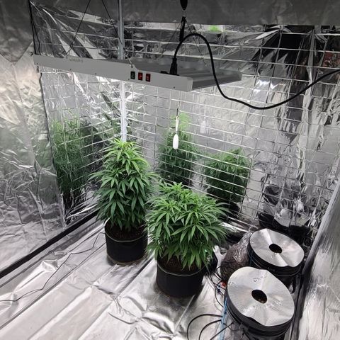 Violet growlog timeline photo