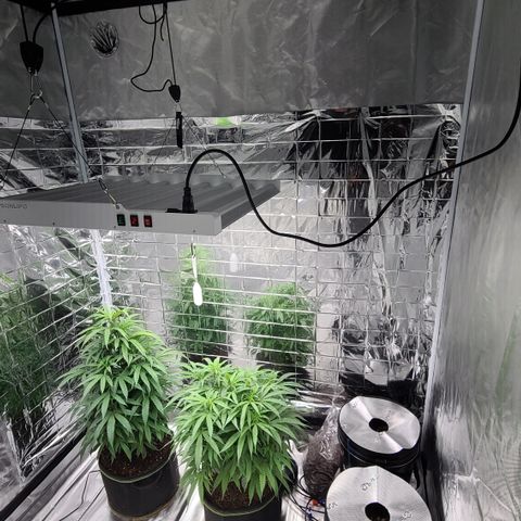 Violet growlog timeline photo