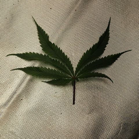 Violet growlog photo: Mutated leaf found while defoliating. 