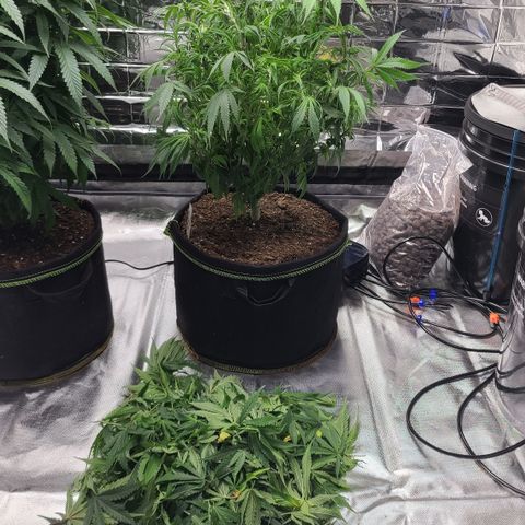 Violet growlog timeline photo