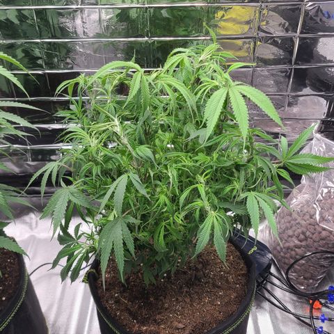 Violet growlog timeline photo
