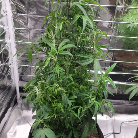 Mary growlog timeline photo