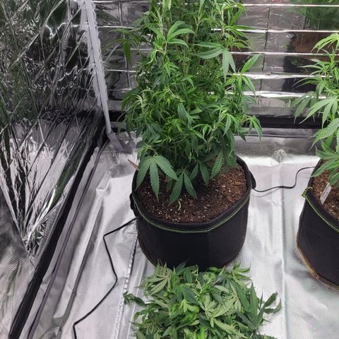 Mary growlog timeline photo