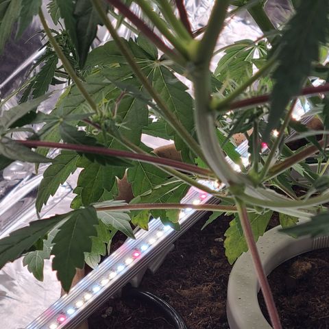 Aurora growlog photo: Double branch and fan leaves mutation. 