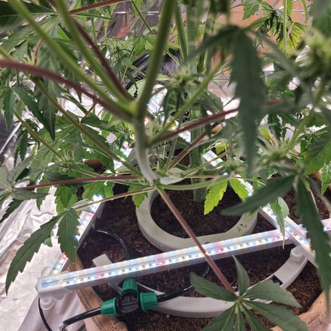 Aurora growlog photo: Multiple double branches. 