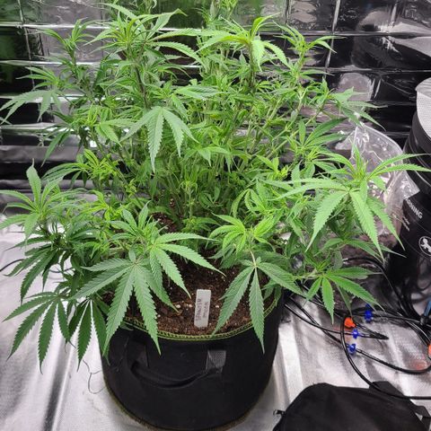Violet growlog photo: Ties down branches