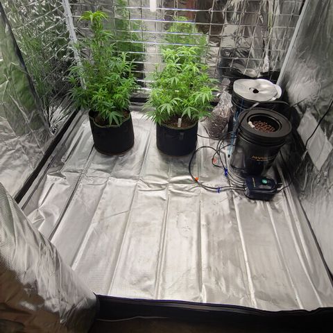Violet growlog timeline photo