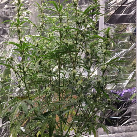 Aurora growlog timeline photo