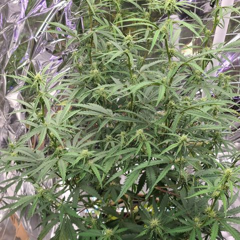 Aurora growlog timeline photo