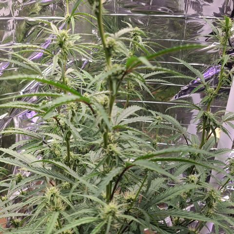 Aurora growlog timeline photo
