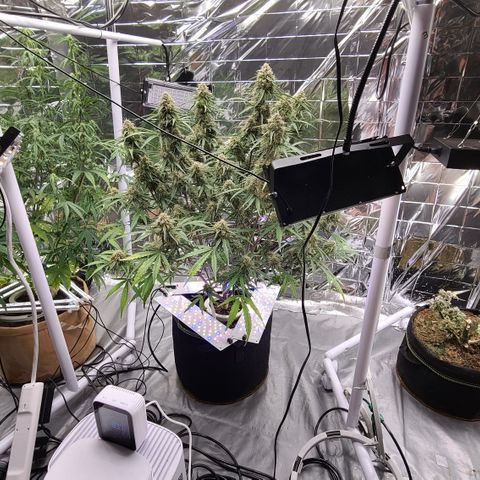Aurora growlog timeline photo