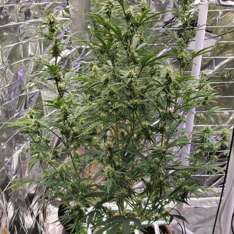 Aurora growlog timeline photo