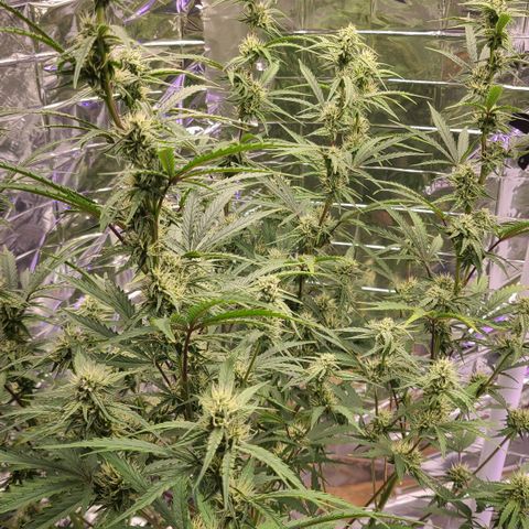 Aurora growlog timeline photo