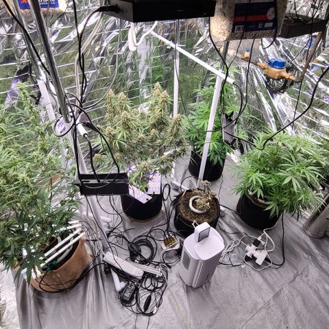 Aurora growlog timeline photo