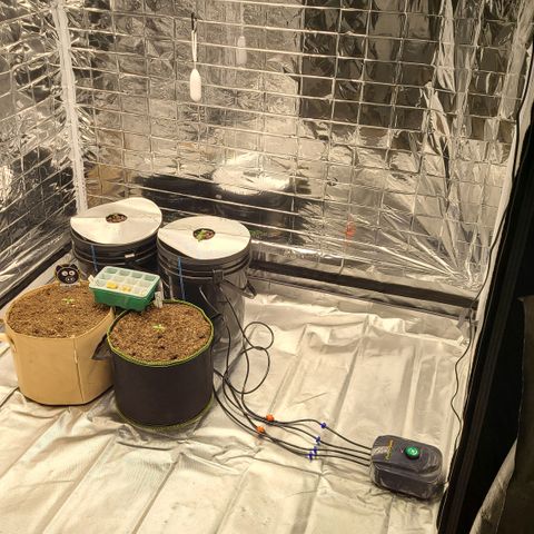 Juno growlog timeline photo