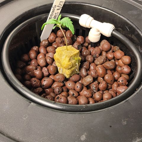 Gladys growlog timeline photo