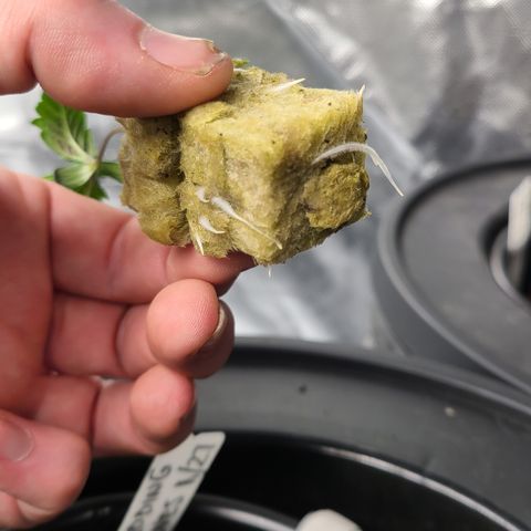 Gladys growlog timeline photo