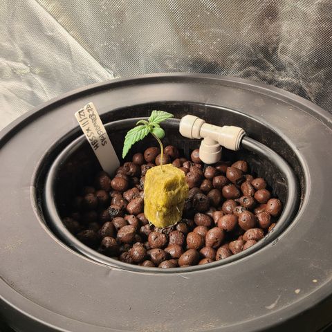 Skyy growlog timeline photo
